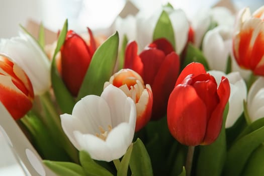 Celebration of Beauty: Tulips in Close-up as a Gift for March 8th.