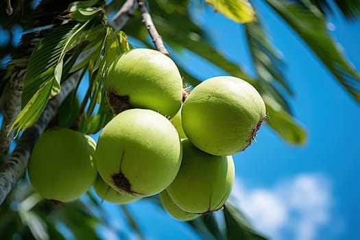 Young green coconut fruits on tree with water drop.