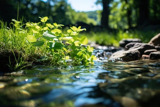 A beautiful fast stream in the middle of the forest.