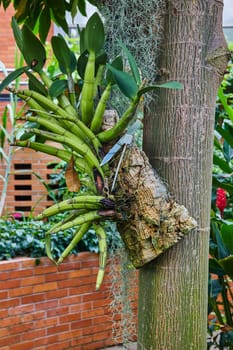 Tropical Orchid Thriving in Controlled Environment at Matthaei Botanical Gardens, Michigan