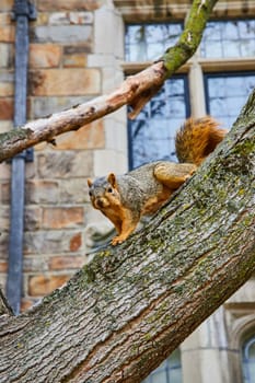 Inquisitive Squirrel in Urban Park Setting, University of Michigan