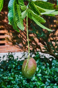 Ripe mango ready for harvest in the lush Matthaei Botanical Gardens, Ann Arbor, Michigan, representing tropical fruits and organic farming.