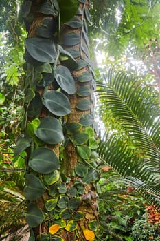 Tropical Vitality Displayed in Climbing Plant on Tree Trunk, Captured at Matthaei Botanical Gardens, Michigan