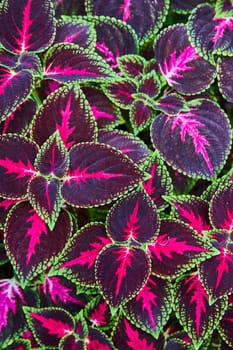 Vibrant close-up of colorful Coleus plant foliage at Matthaei Botanical Gardens in Ann Arbor, Michigan, exemplifying natural beauty and diversity in horticulture.