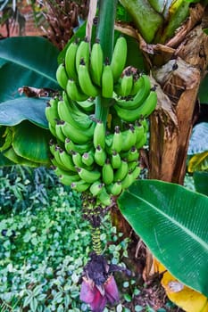 Vibrant, unripe banana bunch hanging from a tree in the lush Matthaei Botanical Gardens, Ann Arbor, Michigan, highlighting concepts of organic and sustainable farming.