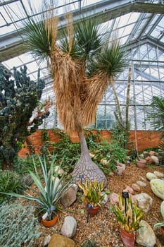 Tall palm-like plant takes center stage in a lush greenhouse at Matthaei Botanical Gardens in Ann Arbor, Michigan, showcasing plant diversity and natural beauty.