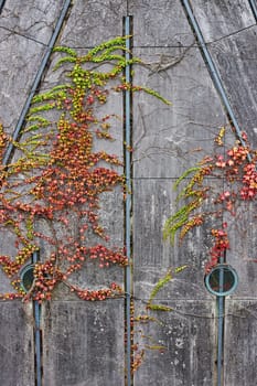 Autumn ivy reclaiming a weathered wall on University of Michigan campus, symbolizing resilience and natural beauty in an urban setting