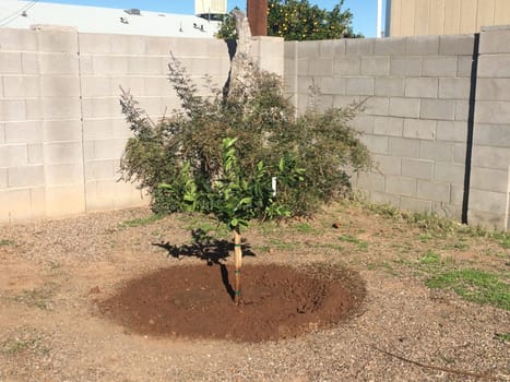 Planting an Orange Tree in Arizona Backyard. High quality photo