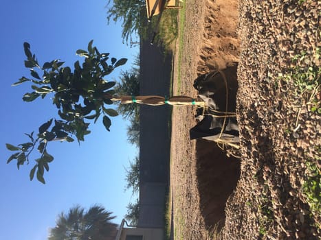 Planting an Orange Tree in Arizona Backyard. High quality photo