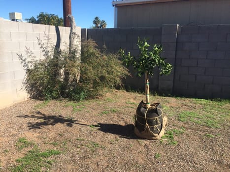Young Orange Tree Ready to Be Planted in Arizona Backyard. High quality photo