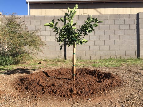 Newly Planted Orange Tree in Arizona Backyard. High quality photo
