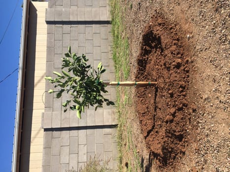 Planted a Young Orange Tree in My Backyard. High quality photo