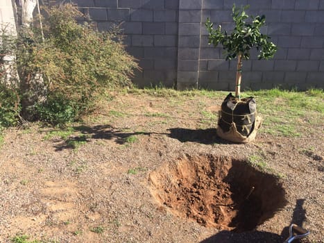 Planting an Orange Tree in Arizona Backyard. High quality photo