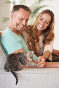 Man, woman are happy with kitten and pet love, support and care with trust, playful and relax on sofa at family home. Couple with baby cat, kindness and affection with animal on couch for adoption.