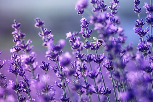 Lavender field close up. Lavender flowers in pastel colors at blur background. Nature background with lavender in the field