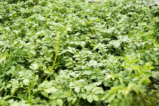 Potato beds. Potatoes grow in the garden. Life in the village