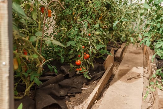 Tomatoes are hanging on a branch in the greenhouse. The concept of gardening and life in the country. A large greenhouse for growing homemade tomatoes