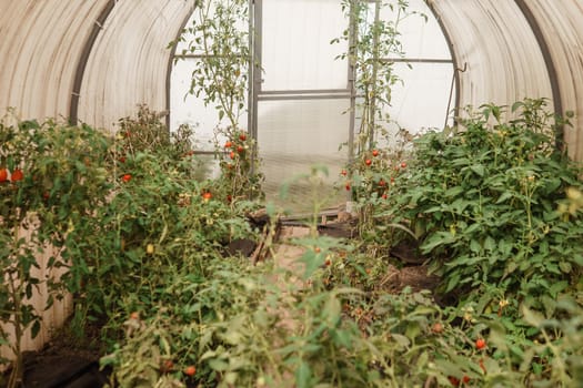 Tomatoes are hanging on a branch in the greenhouse. The concept of gardening and life in the country. A large greenhouse for growing homemade tomatoes