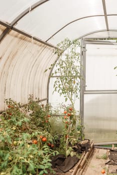 Tomatoes are hanging on a branch in the greenhouse. The concept of gardening and life in the country. A large greenhouse for growing homemade tomatoes