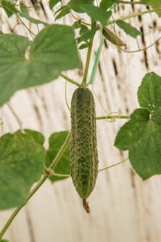 Cucumbers hang on a branch in the greenhouse. The concept of gardening and life in the country