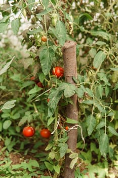 Tomatoes are hanging on a branch in the greenhouse. The concept of gardening and life in the country.