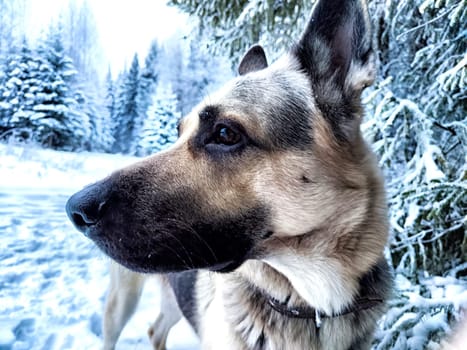 Dog German Shepherd in forest or in park in a winter day and white snow arround. Waiting eastern European dog veo and white snow