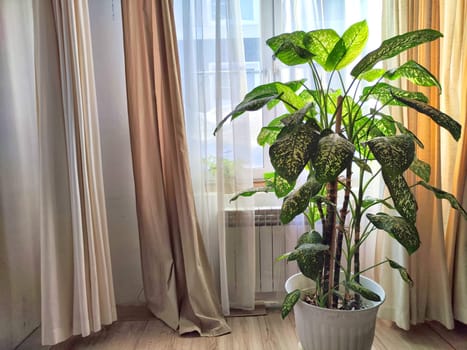Dieffenbachia plant in a pot on a stool by the window. Retro interior in light colors. Background with plant with green leaves and fabric