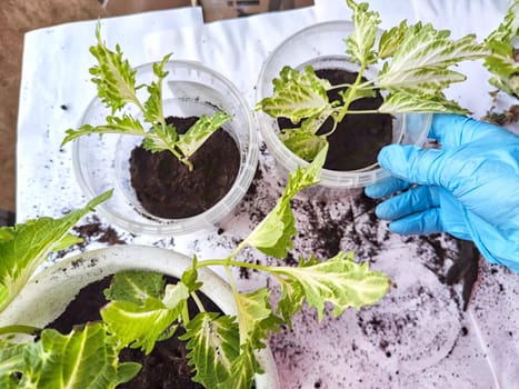 Hand of Person wearing blue glove is carefully repotting young green and white variegated plants, demonstrating gardening activity