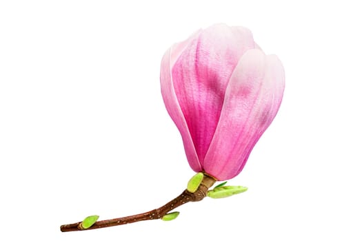 Pink magnolia flower isolated on white background.