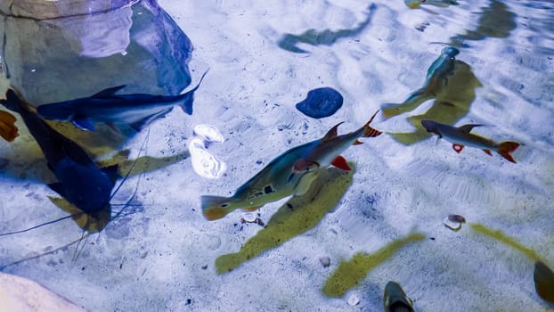 In the inviting environment of a small local zoo, a captivating variety of fish, each with their unique shapes, sizes, and colors, is beautifully displayed for the enjoyment and education of its visitors.