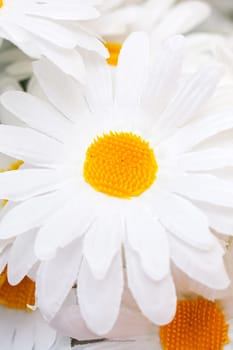 Artificial white chamomile flowers close up, macro photo