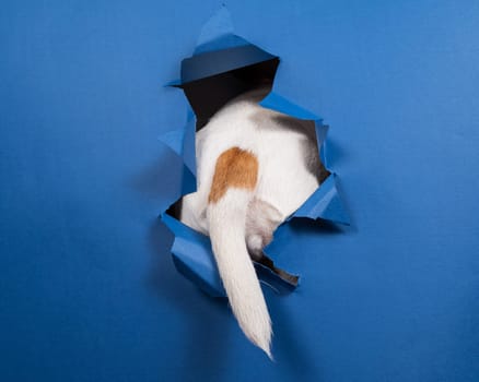 The tail of a Jack Russell Terrier dog sticks out of torn paper on a blue background