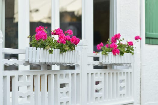 Pink geranium decorates the facade of a French white house