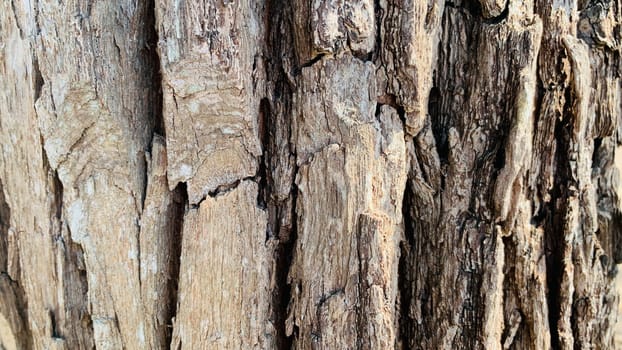 Bark pattern is seamless texture from tree. For background wood work, Bark of brown hardwood, thick bark hardwood, residential house wood. nature, trunk, tree, bark, hardwood, trunk, tree, trunk