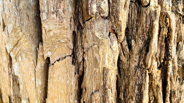 Bark pattern is seamless texture from tree. For background wood work, Bark of brown hardwood, thick bark hardwood, residential house wood. nature, trunk, tree, bark, hardwood, trunk, tree, trunk