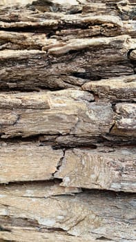 Bark pattern is seamless texture from tree. For background wood work, Bark of brown hardwood, thick bark hardwood, residential house wood. nature, trunk, tree, bark, hardwood, trunk, tree, trunk