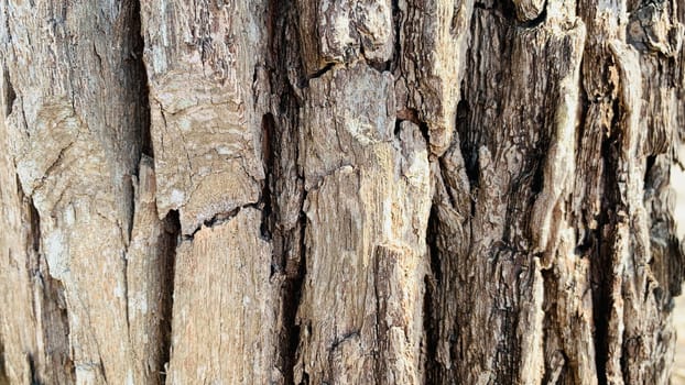 Bark pattern is seamless texture from tree. For background wood work, Bark of brown hardwood, thick bark hardwood, residential house wood. nature, trunk, tree, bark, hardwood, trunk, tree, trunk