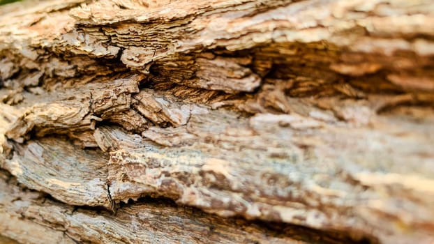 Bark pattern is seamless texture from tree. For background wood work, Bark of brown hardwood, thick bark hardwood, residential house wood. nature, trunk, tree, bark, hardwood, trunk, tree, trunk