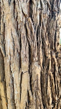 Bark pattern is seamless texture from tree. For background wood work, Bark of brown hardwood, thick bark hardwood, residential house wood. nature, trunk, tree, bark, hardwood, trunk, tree, trunk