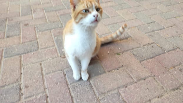 Ginger white cat pets, animal. High quality photo