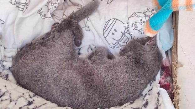Gray cat sleeps on a blanket, pets, animal. High quality photo