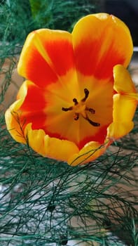 beautiful tulip flower, orange yellow color, green leaves, nature. High quality photo