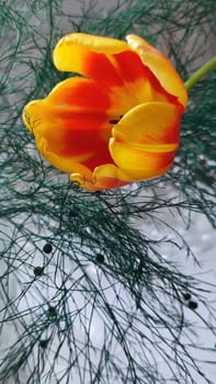 beautiful tulip flower, orange yellow color, green leaves, nature. High quality photo