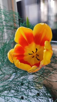 beautiful tulip flower, orange yellow color, green leaves, nature. High quality photo