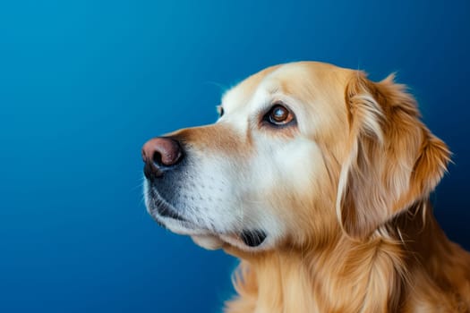A close-up photo of a dog against a bright blue background, capturing the details of the dogs fur and features.