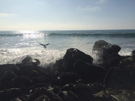 Bird Flying along Rocky Ocean Shore, Waves Crashing near Los Angeles. High quality photo