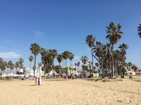 Palm Trees on a Sandy Beach Near Los Angeles. High quality photo