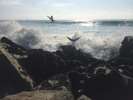 Two Birds and Crashing Waves along Rocky Shore near Los Angeles, California. High quality photo