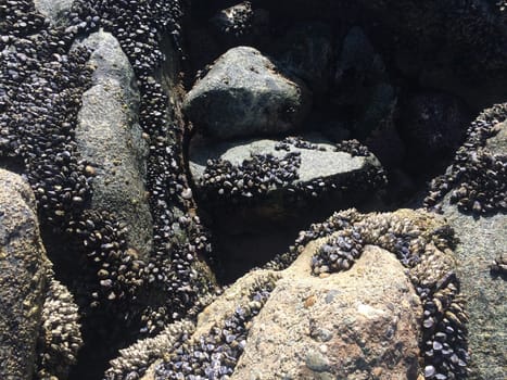 Barnacle Covered Rocks on the California Coast. High quality photo