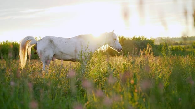 The white horse eats grass in the meadow. A beautiful white horse feeding in a green pasture.